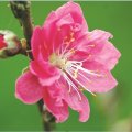 Hoa chơi tết đều là vị thuốc quý